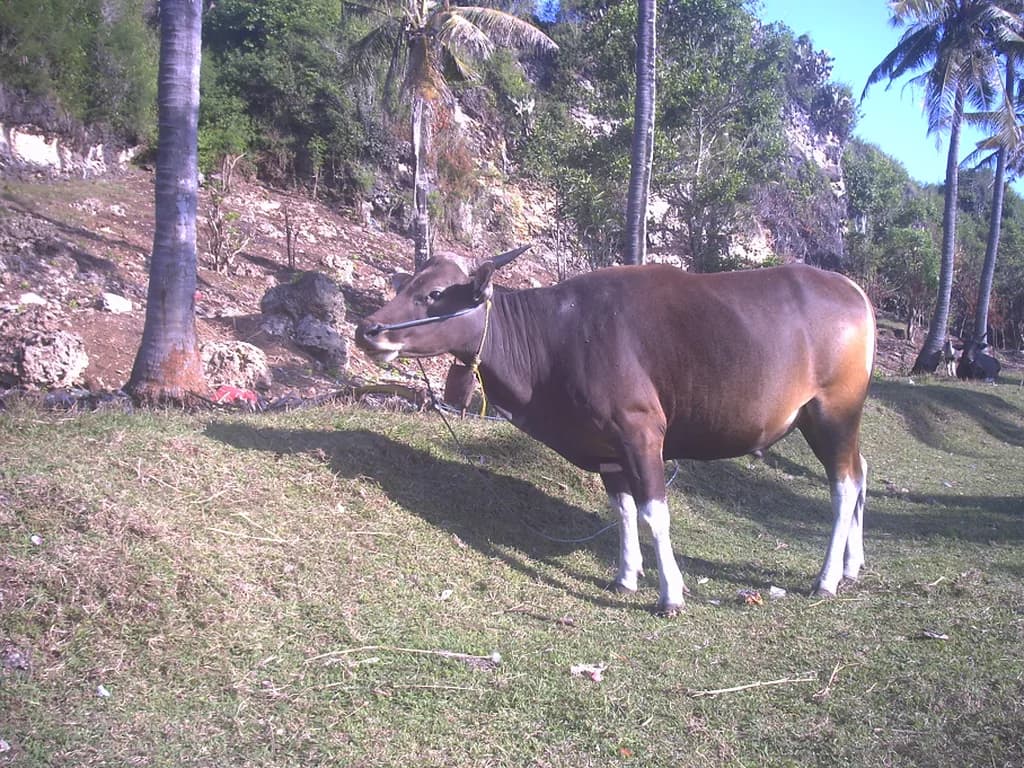 Banteng Sığırı