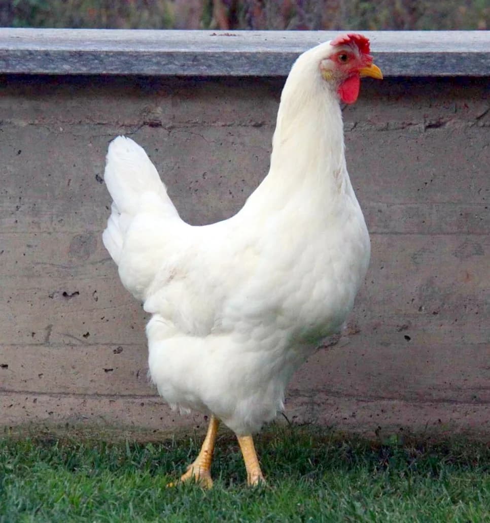 Bianca di Saluzzo Tavuğu