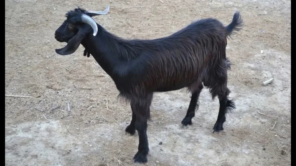 Siyah Tropoja Lekbibaj Keçisi