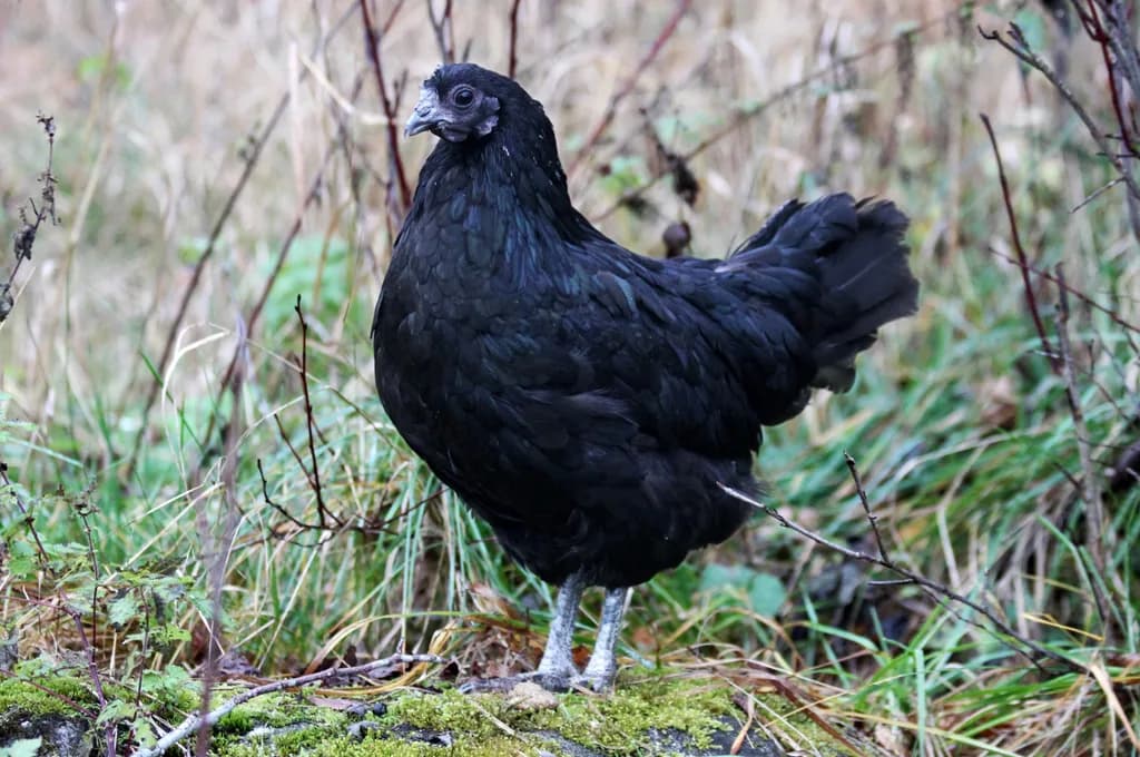 Bohuslän-Dals Svarthöna