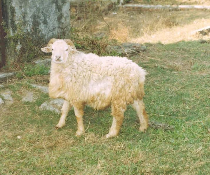 Bonpala Koyunu