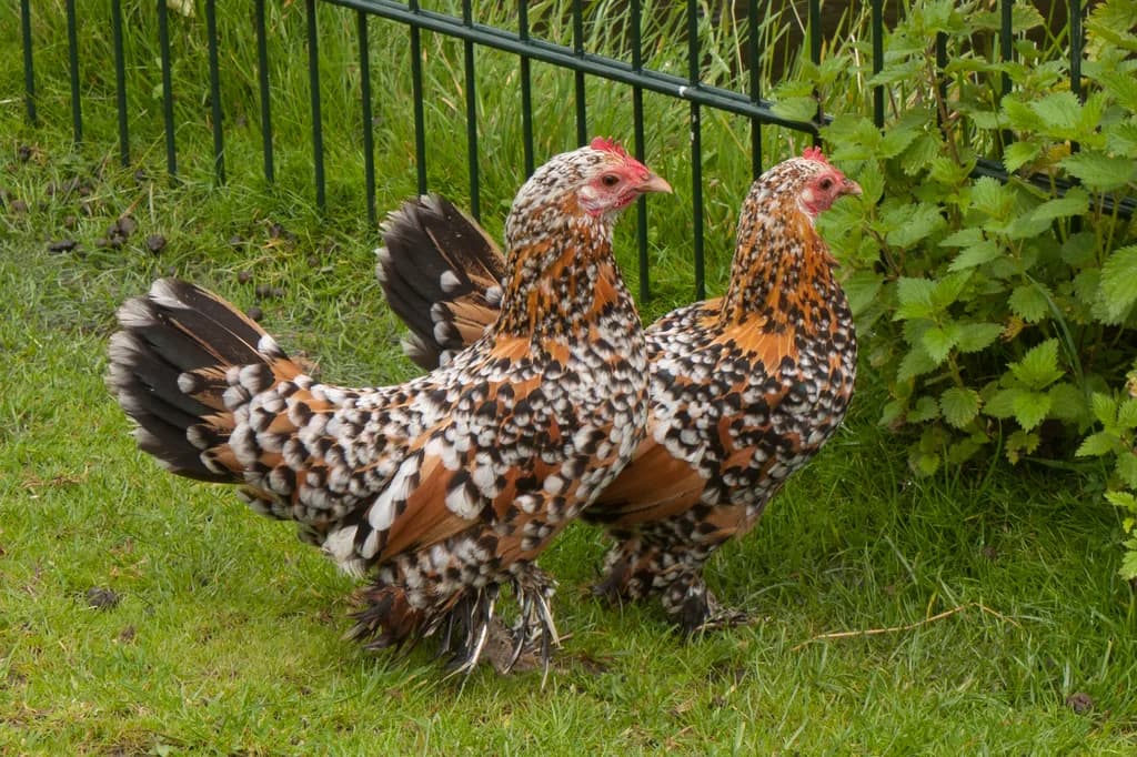 Booted Bantam Tavuğu