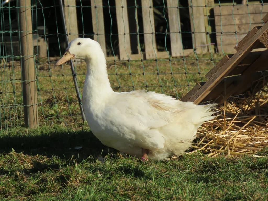 Bourbourg Ördeği