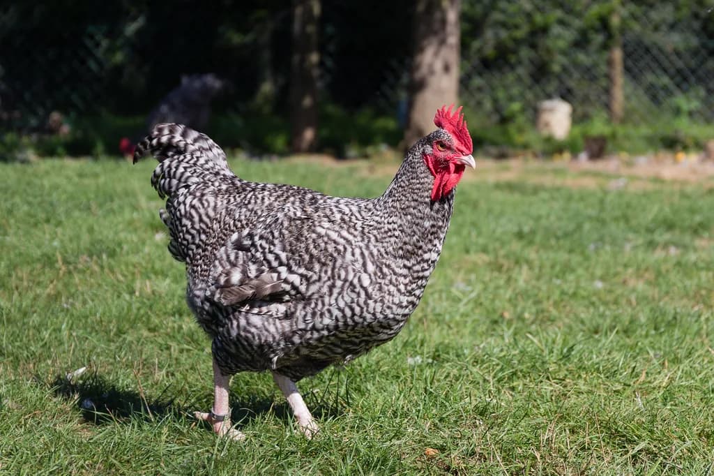 Coucou De Rennes Tavuğu