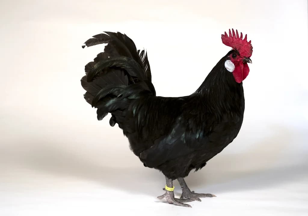 Courtes-Pattes Tavuğu