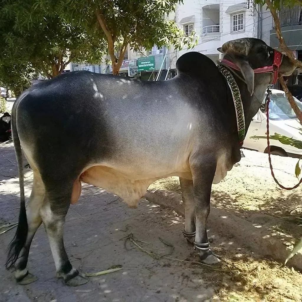 Dajal Sığırı