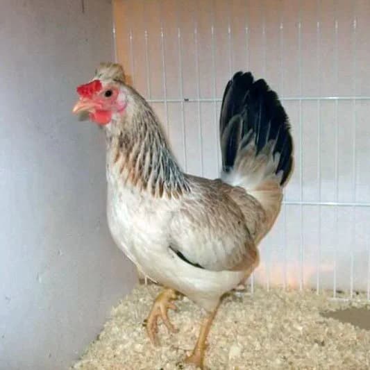 Dandarawi Tavuğu