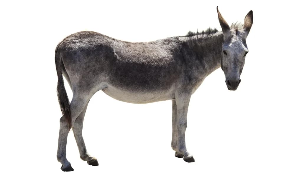 Mısır Eşeği