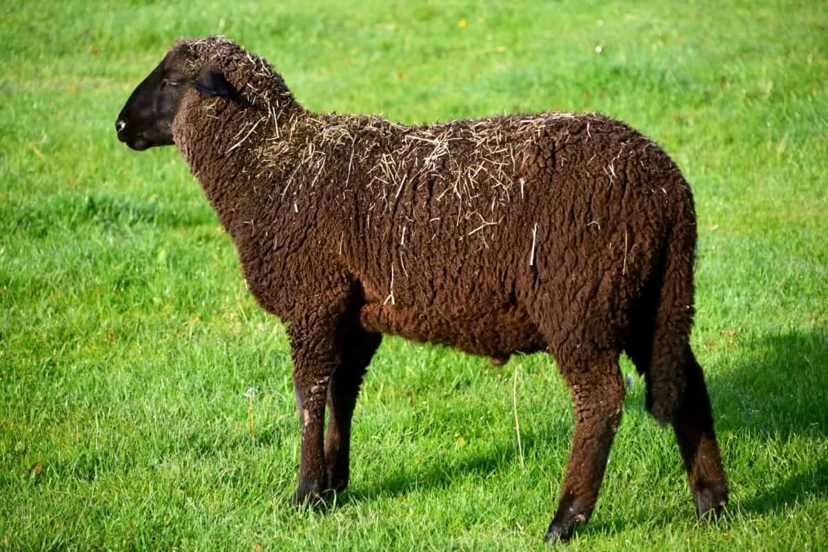 Karakul Koyunu