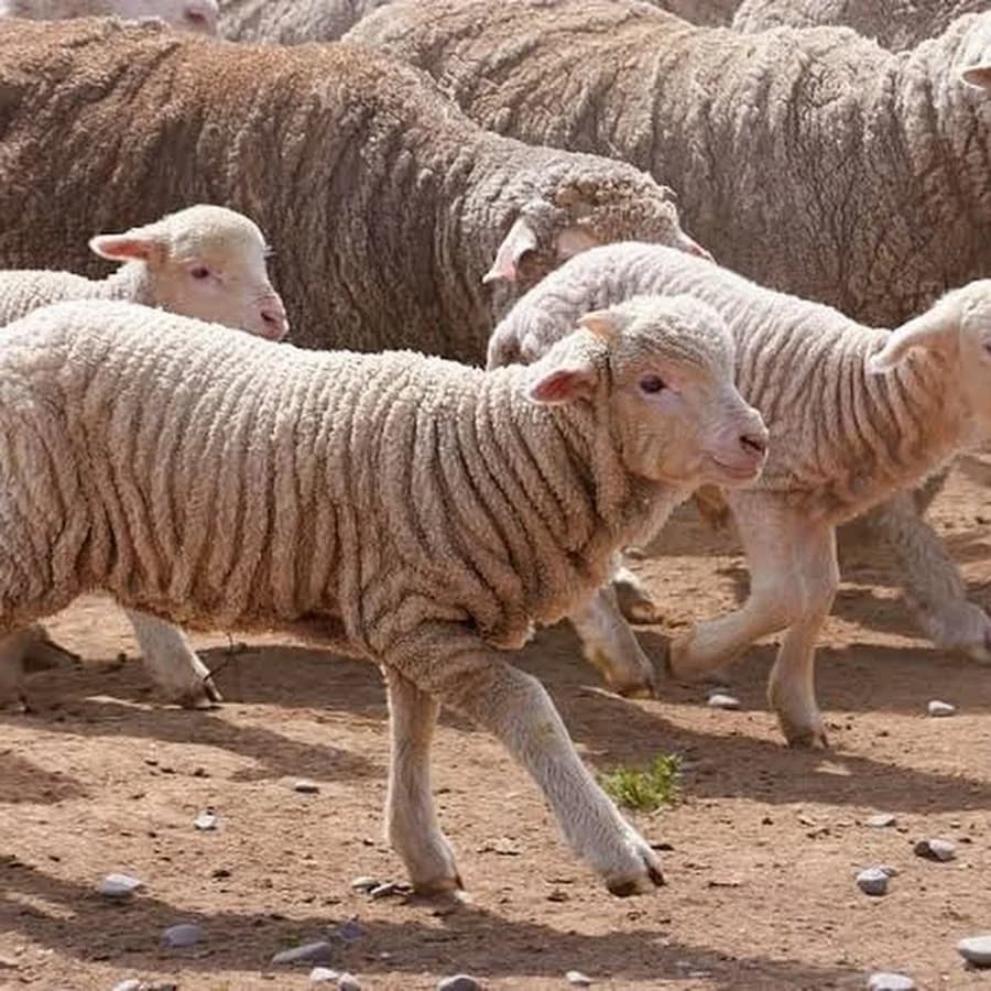 Kashmir Merino Koyunu