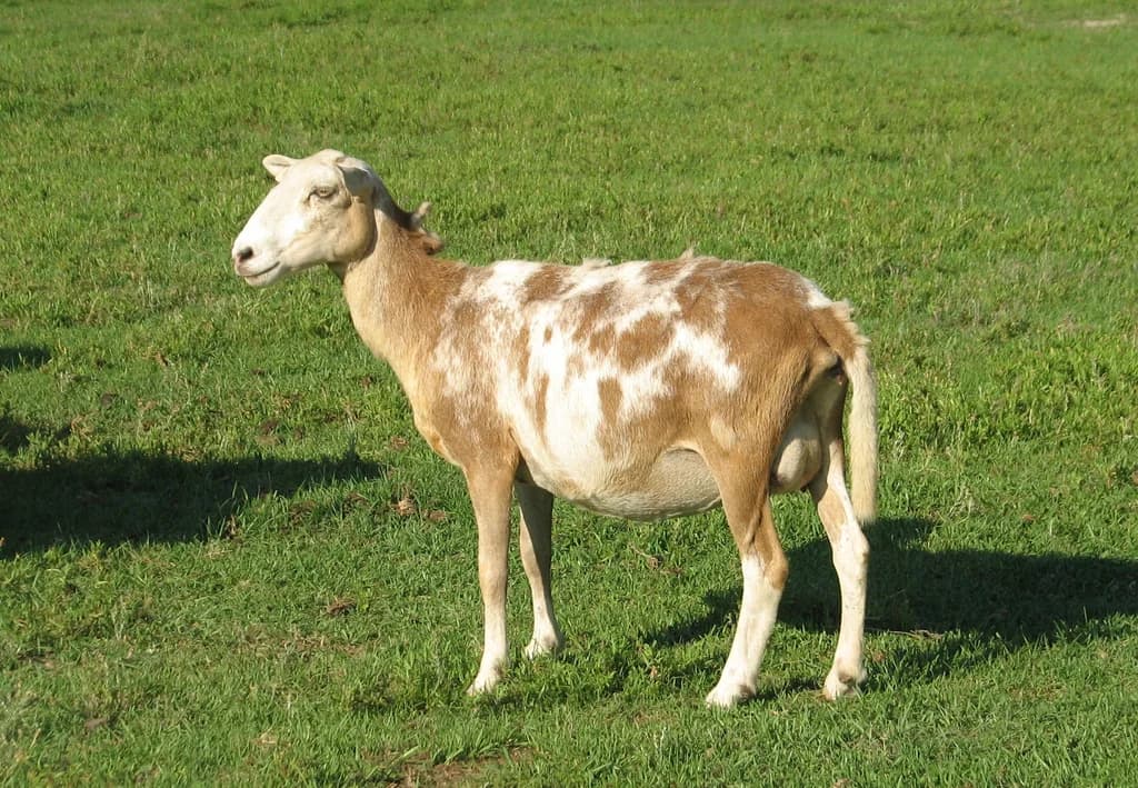 Katahdin Koyunu
