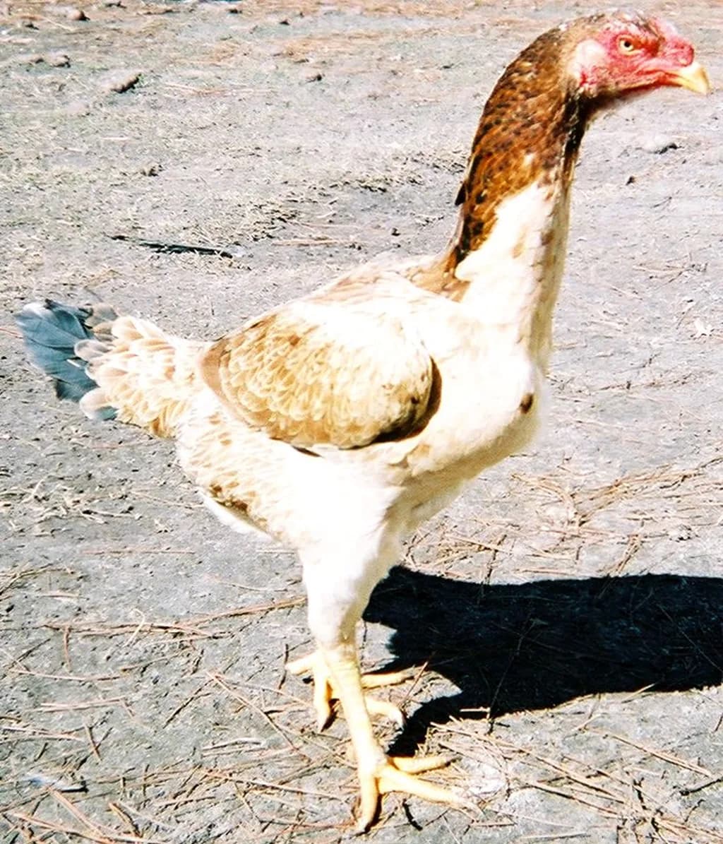 Malay Tavuğu