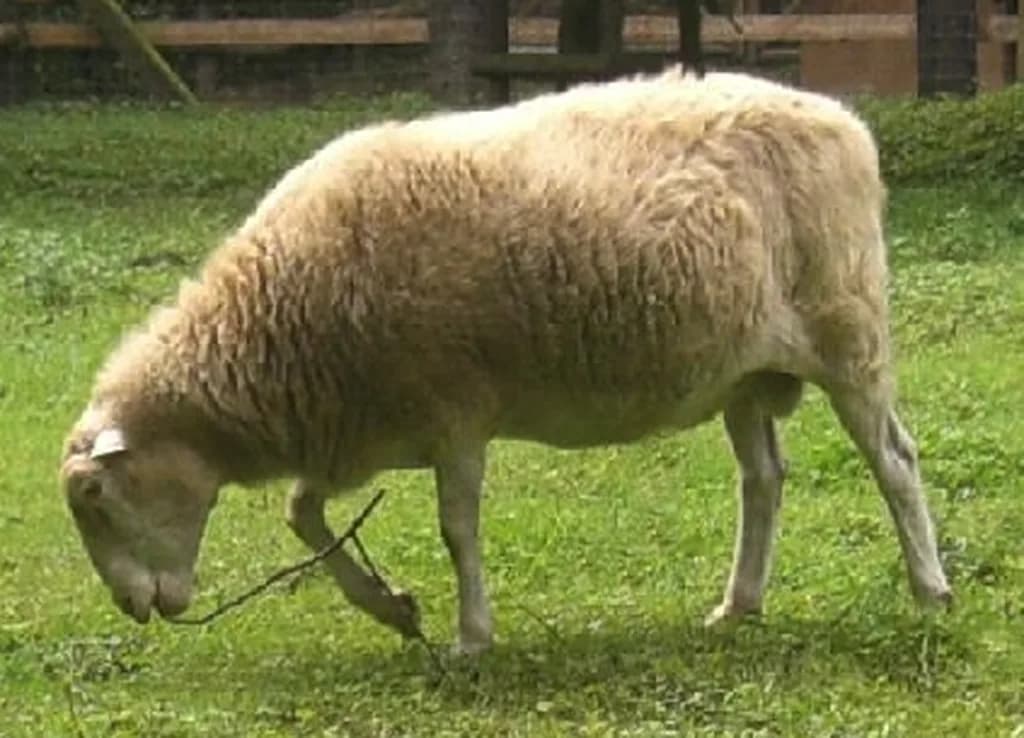 Moorschnucke Koyunu