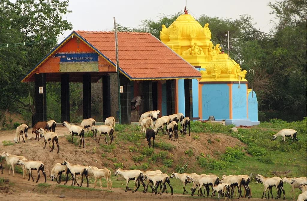 Nellore Koyunu