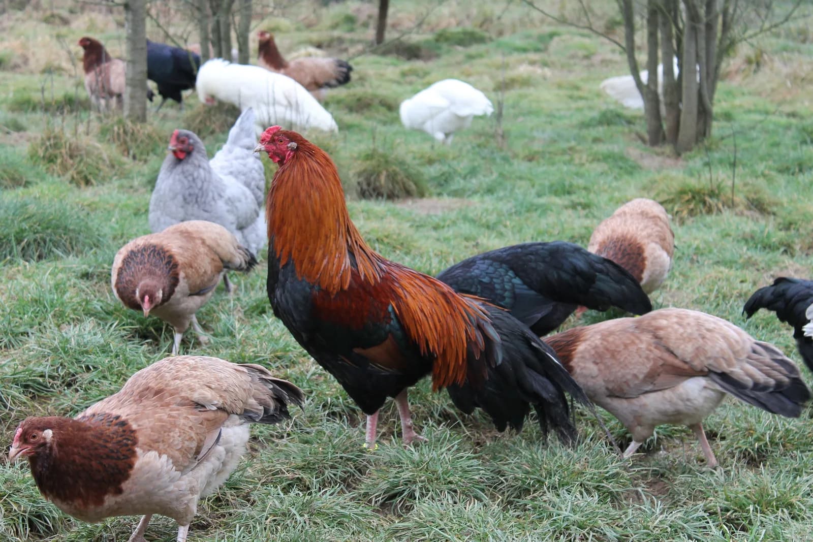 Yeni Hampshire Tavuğu