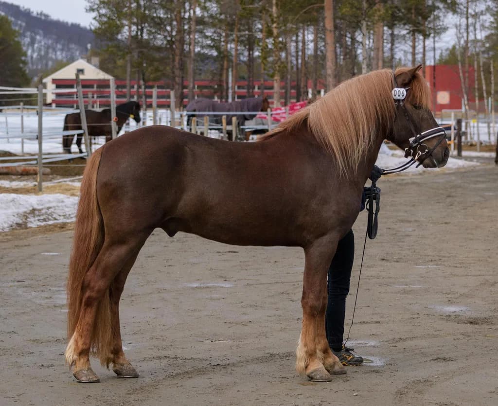 Nordlandshest