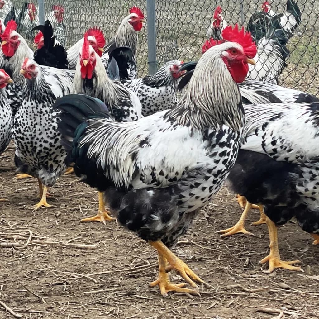 Robusta Maculata Tavuğu