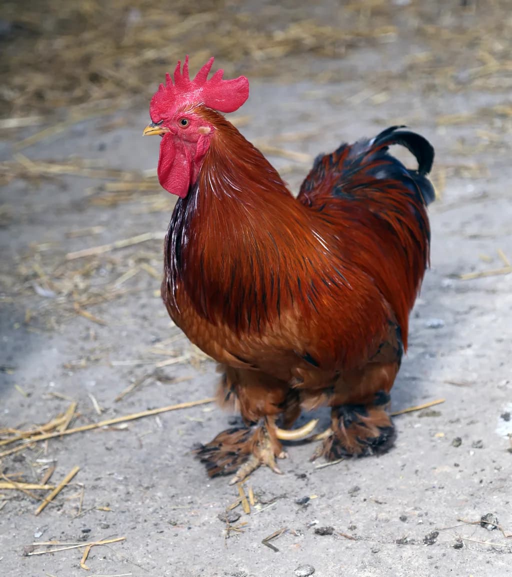 Sussex Tavuğu