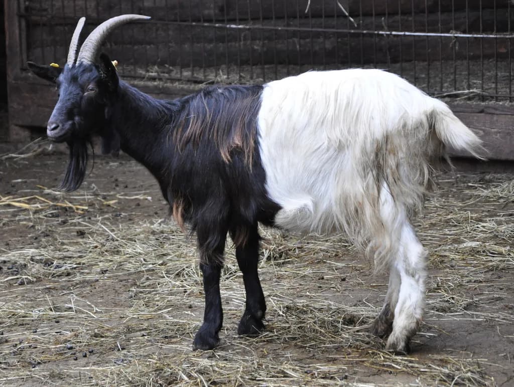 Valais Blackneck Keçisi