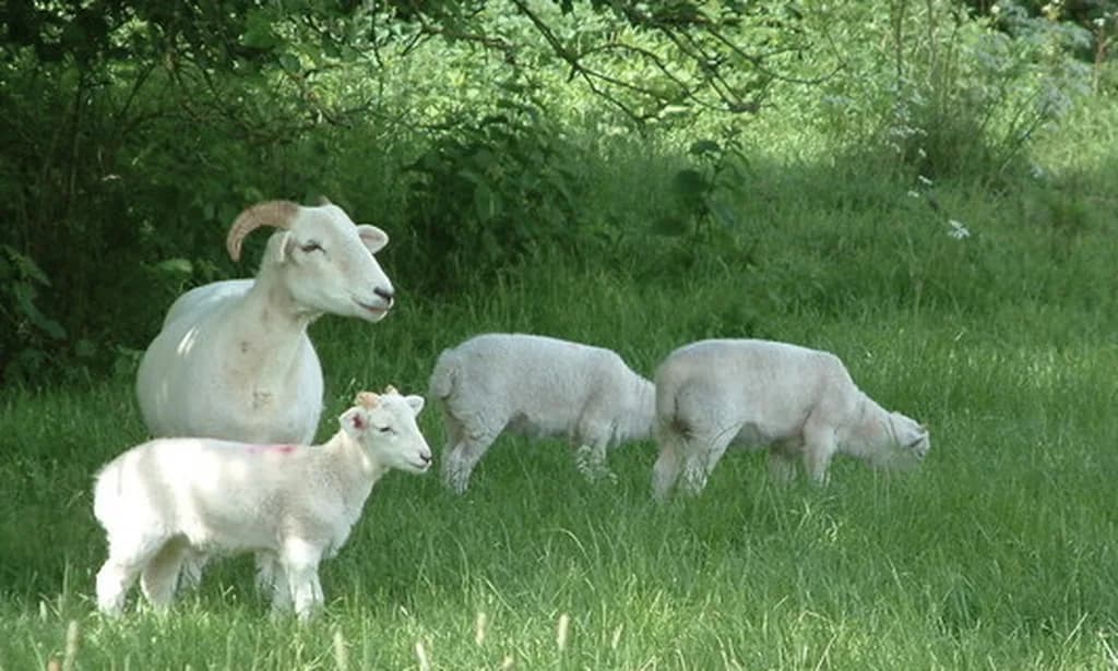 Wiltshire Boynuzlu Koyunu