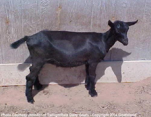 Zhiwulin Siyah Keçisi