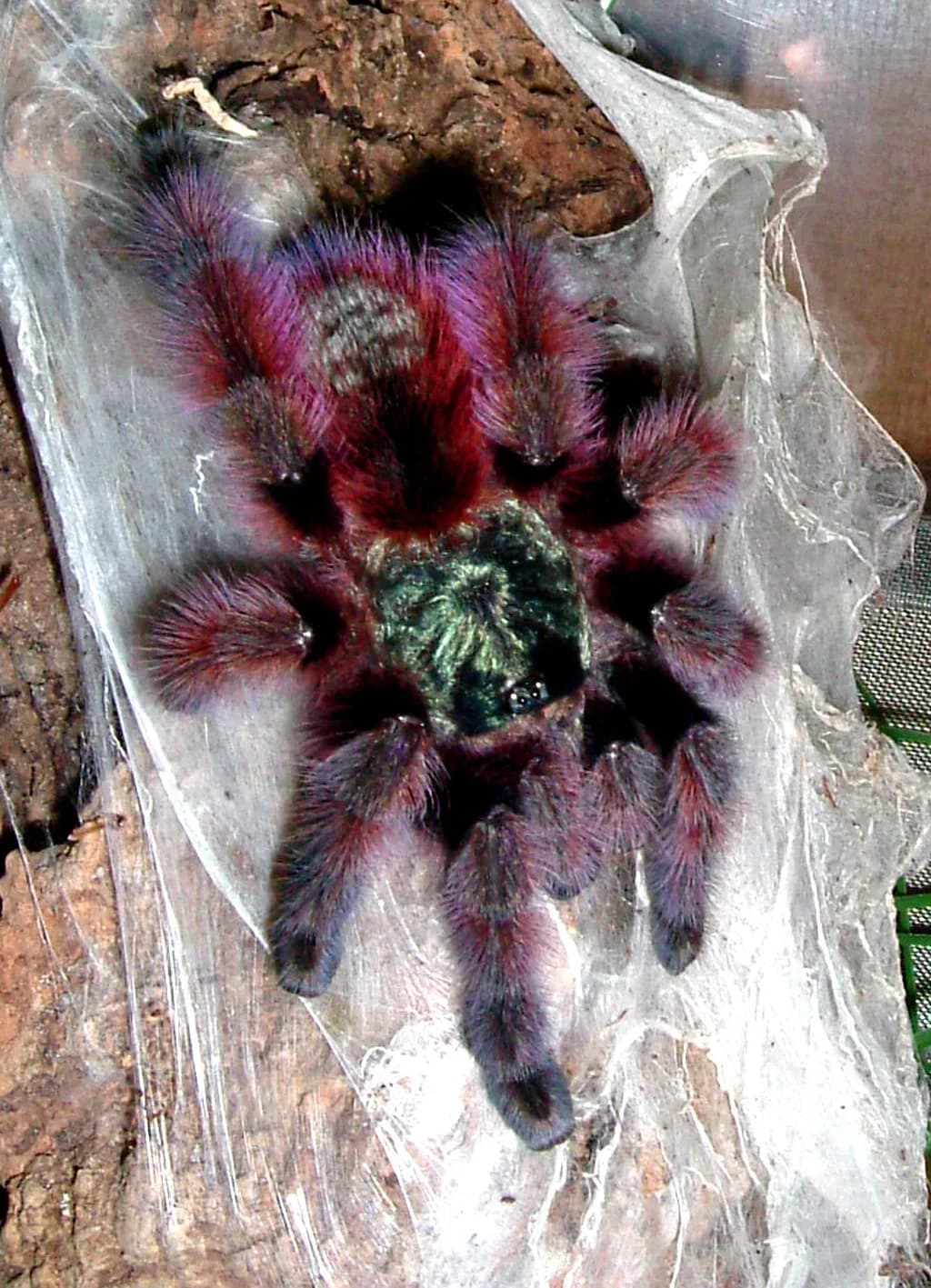 Antil Pembe Ayak Tarantulası
