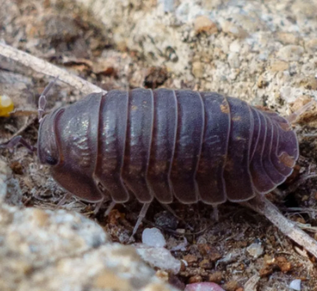 Rubber Ducky Isopod