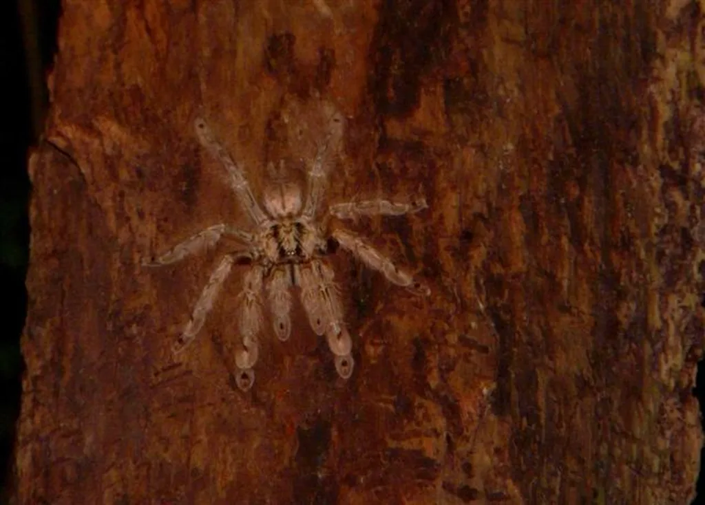 Tüy Bacaklı Babun Tarantulası