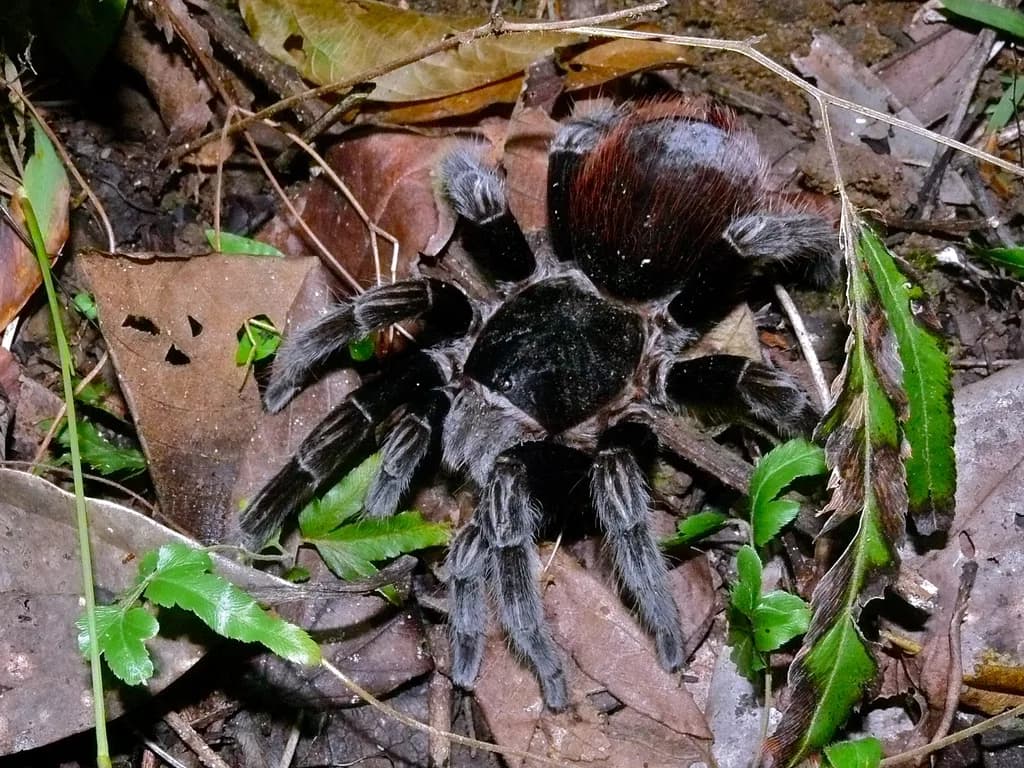 Meksika Kırmızı Sağrılı Tarantulası