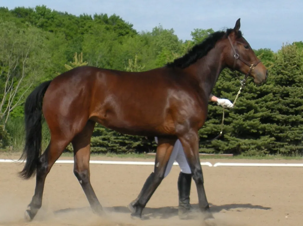 Amerikan Warmblood