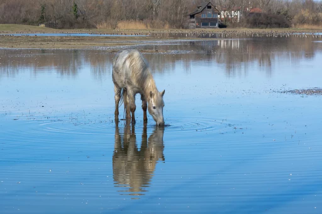 Camargue Atı