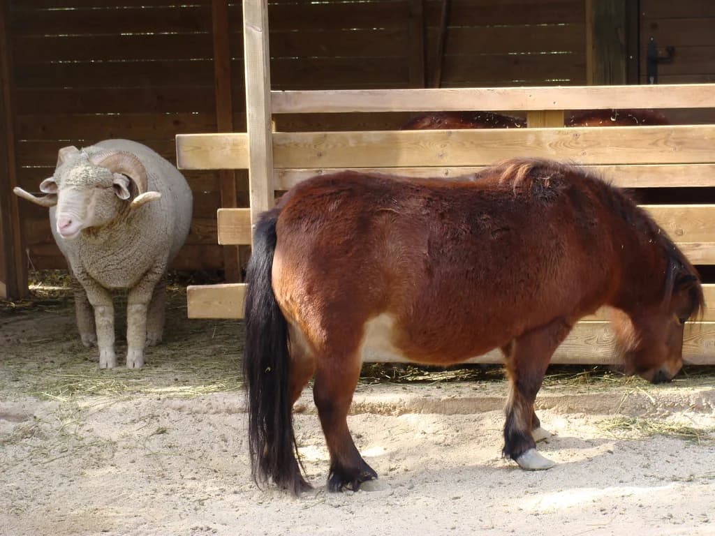 Falabella