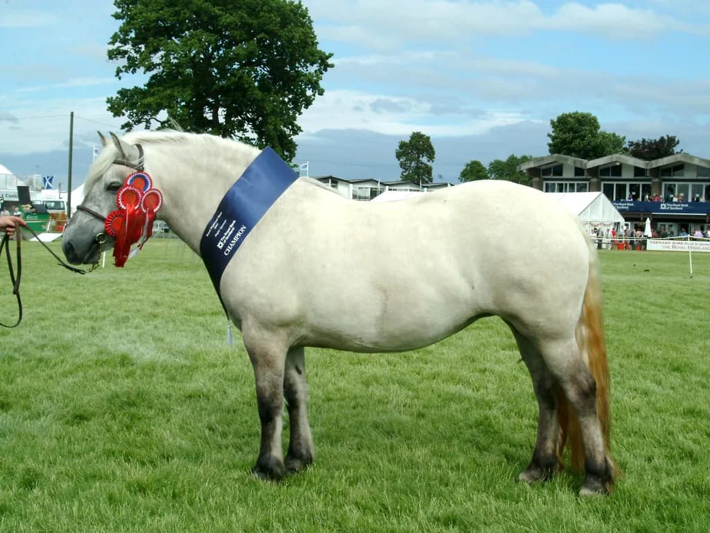 Highland Midillisi