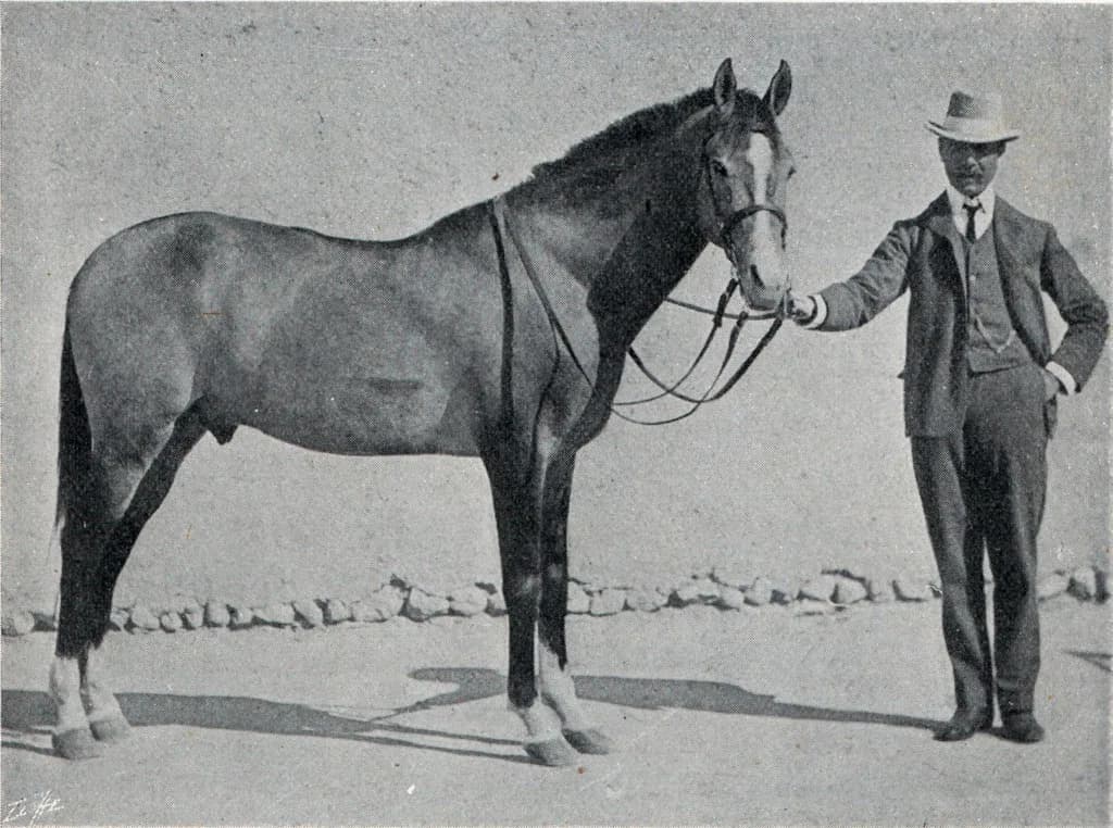 Iomud Atı