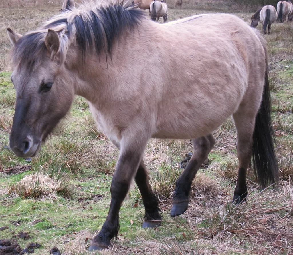 Konik Atı