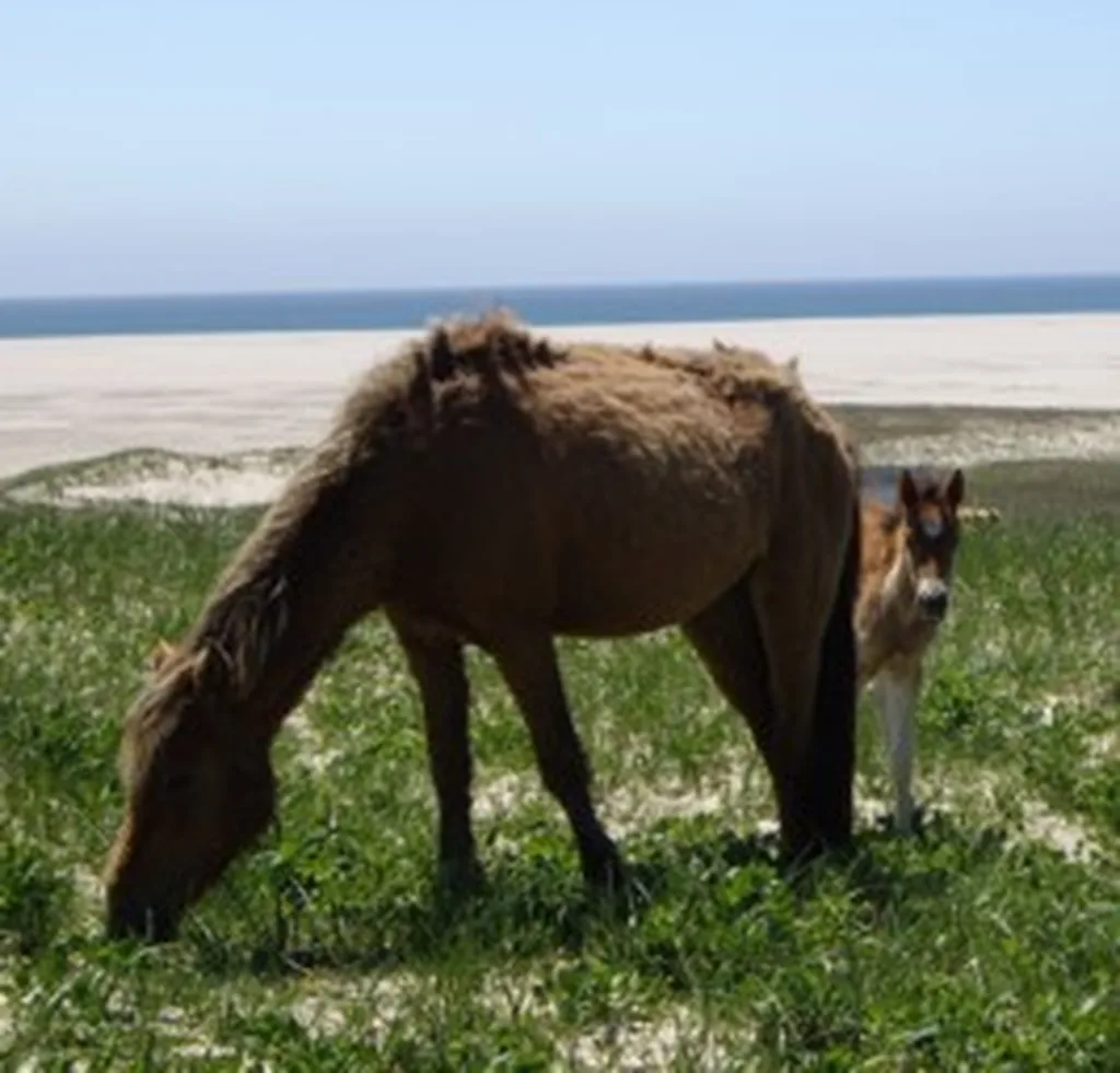 Sable Island Midillisi