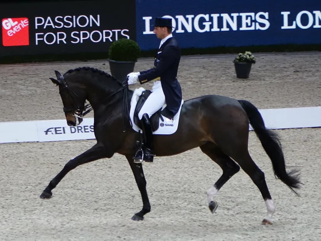 İsveç Warmblood