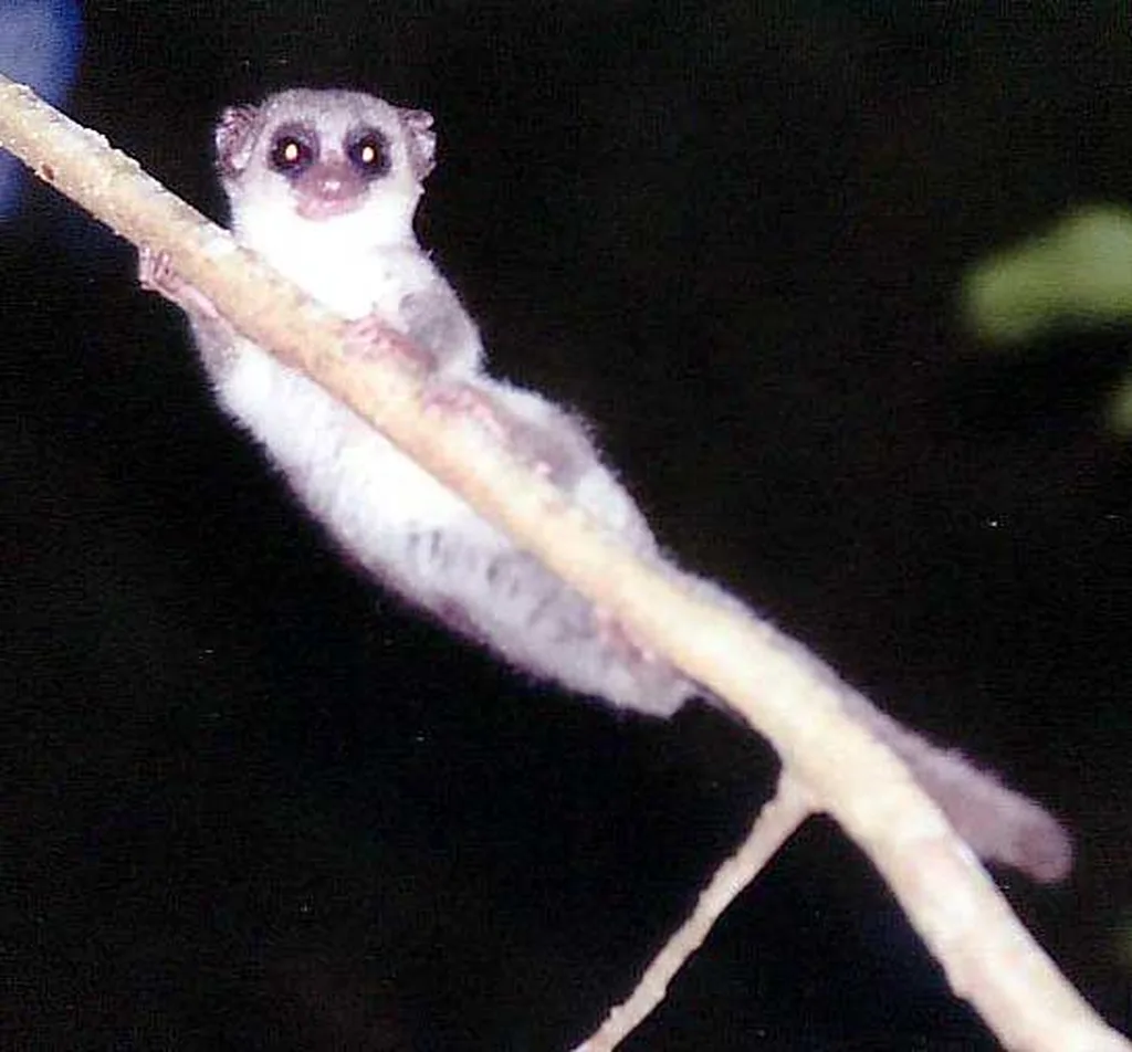 Şişman Kuyruklu Cüce Lemur