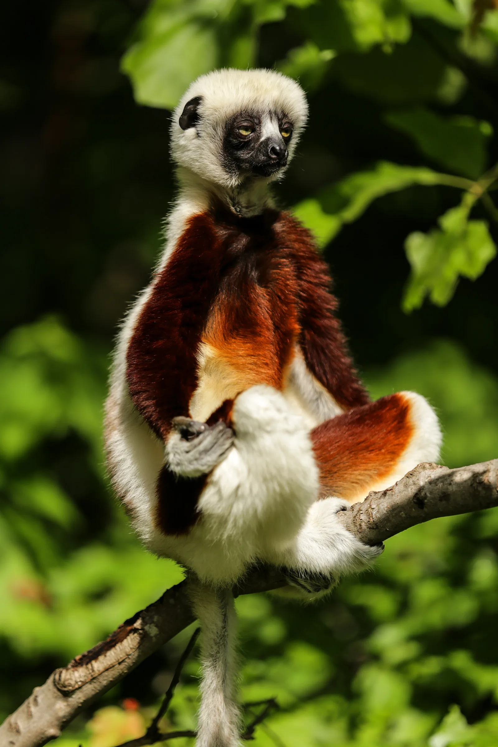 Sifaka