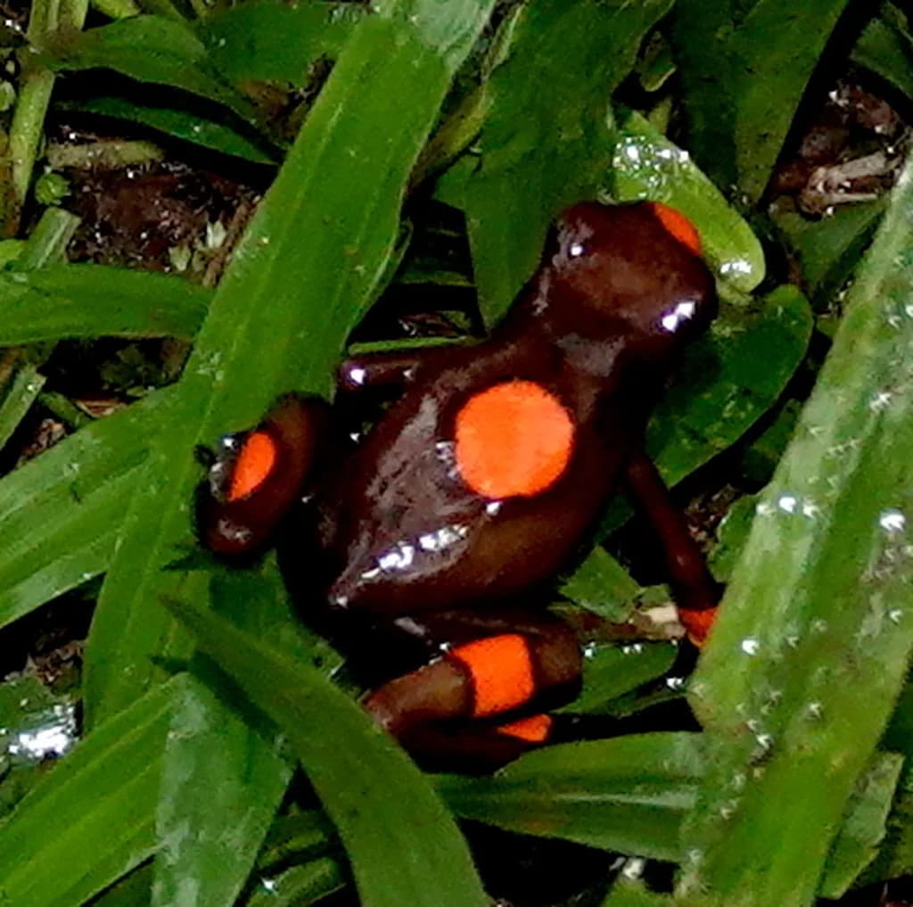 Harlekin Zehir Kurbağası