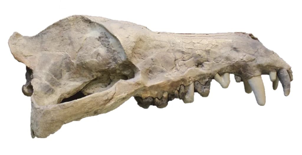 Andrewsarchus