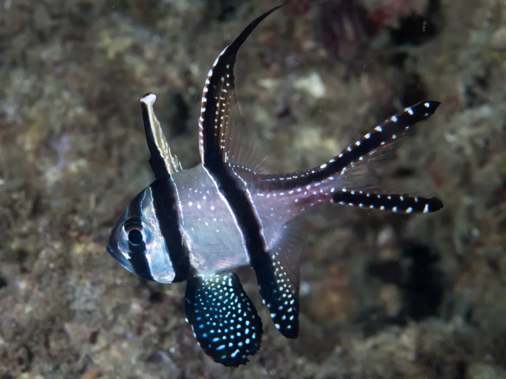 Banggai Kardinal Balığı