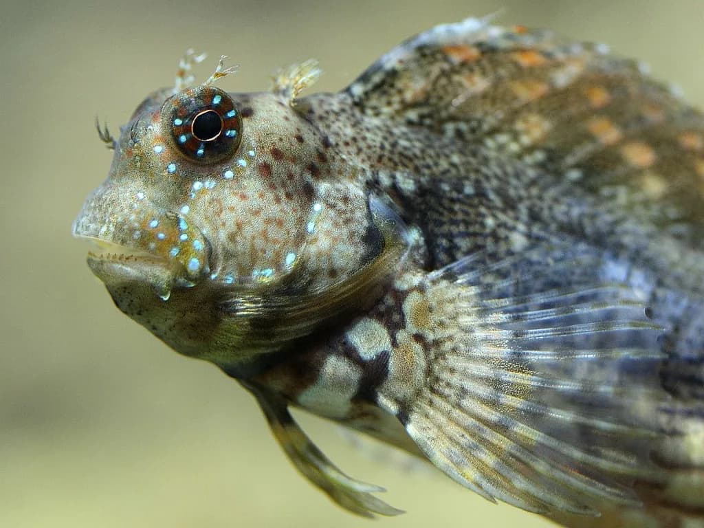 Çimen Biçen Blenny