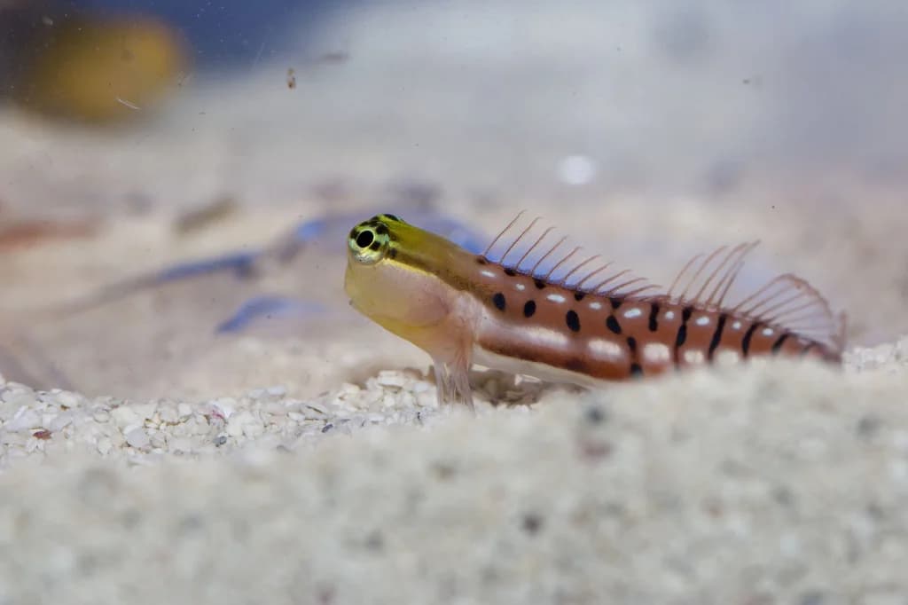 Kaplan Blenny