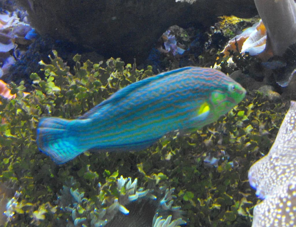 Melanurus Lapini