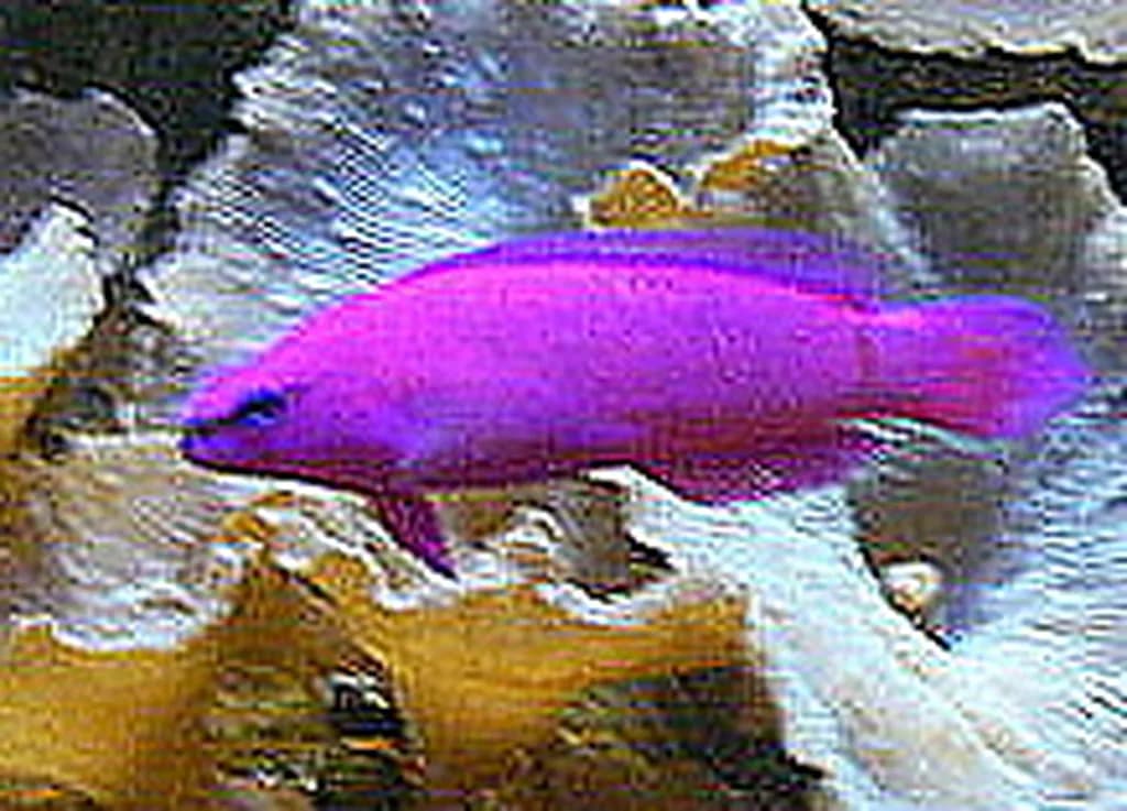 Orkide Dottyback