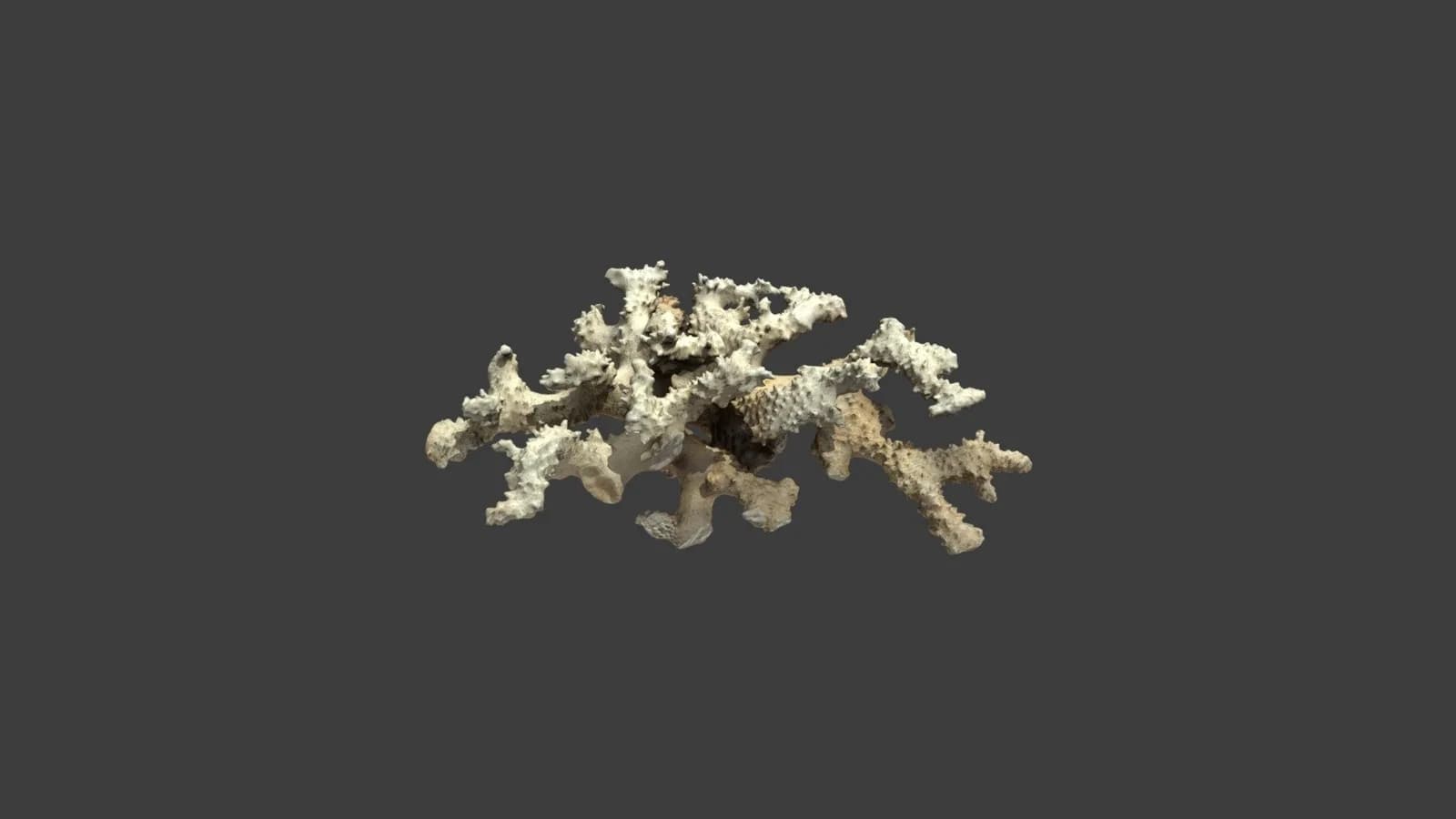 Pocillopora SPS