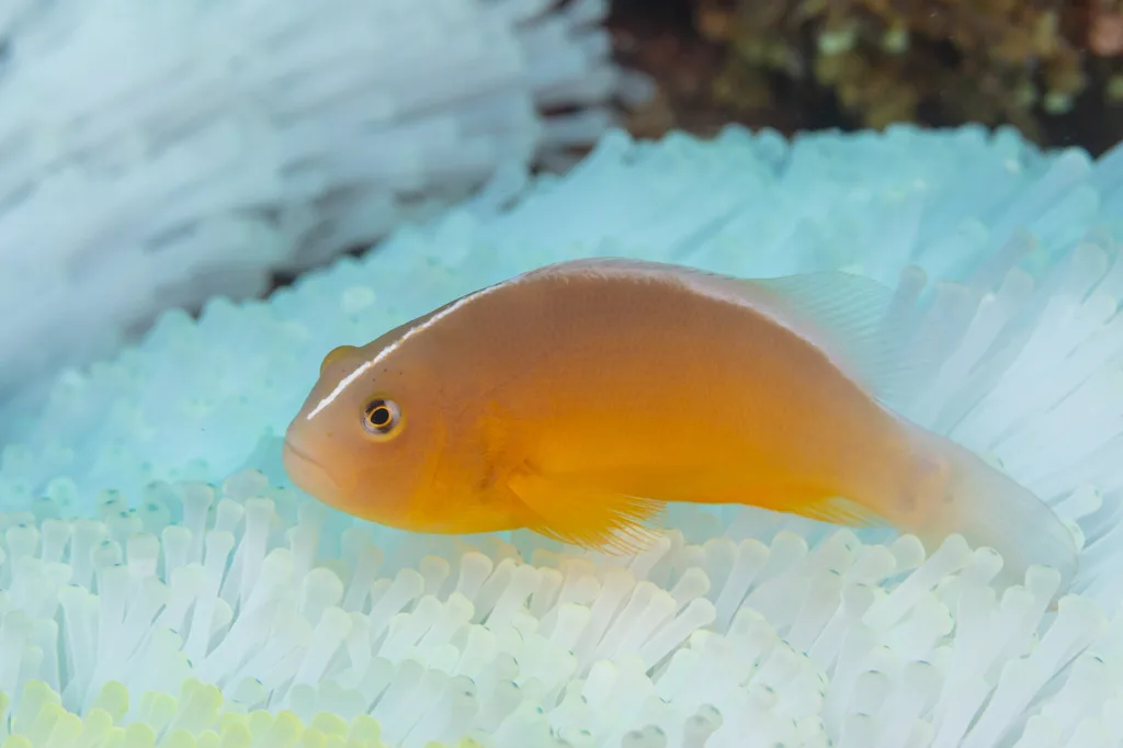 Skunk Clownfish