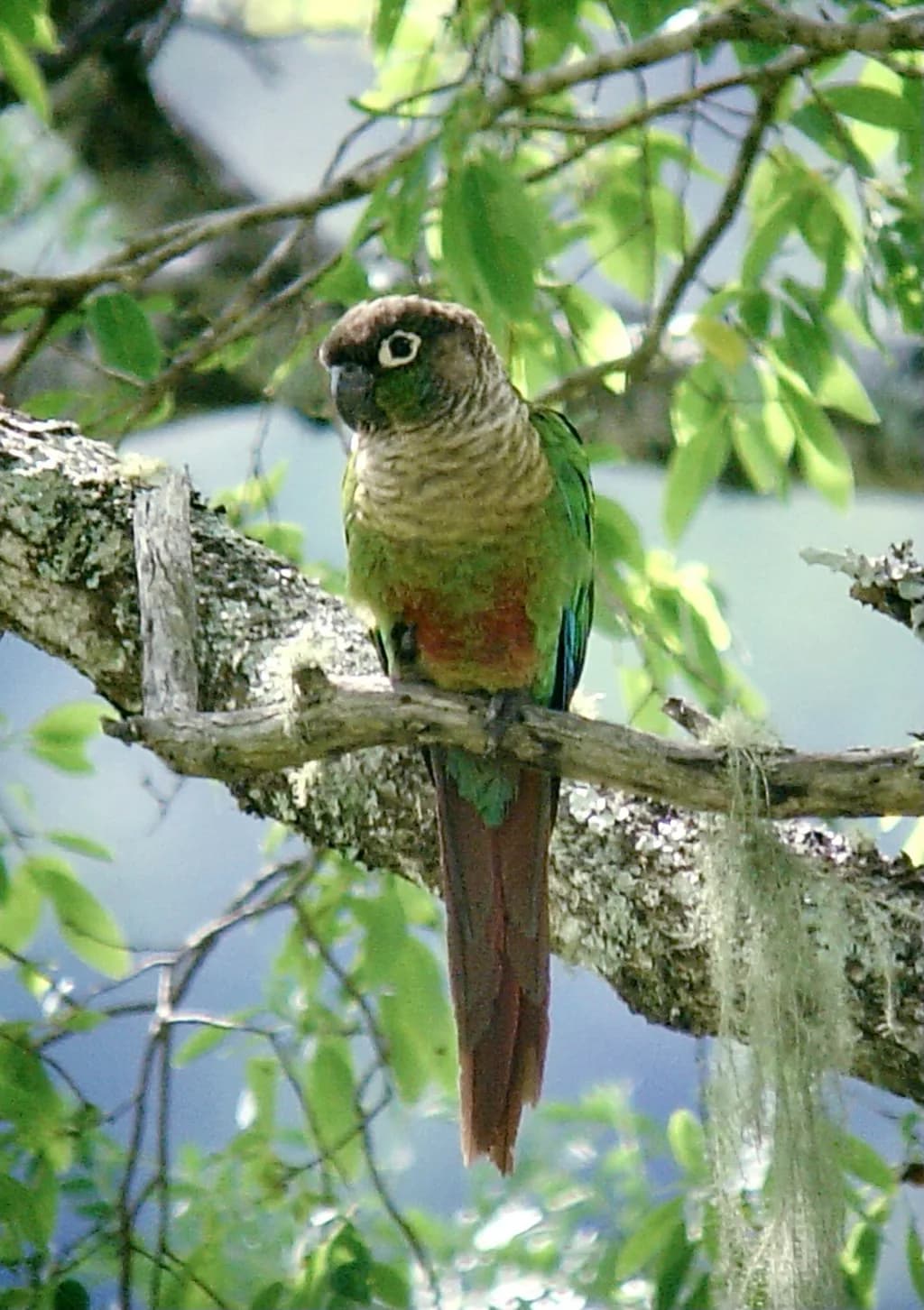 Yeşil Yanaklı Conure