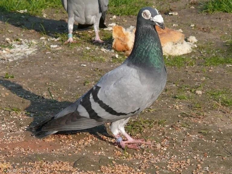 Polonya Bağdat Güvercini